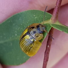 Paropsisterna agricola