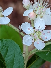 Schreckensteinia erythriella