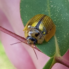 Paropsisterna agricola