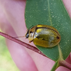 Paropsisterna agricola