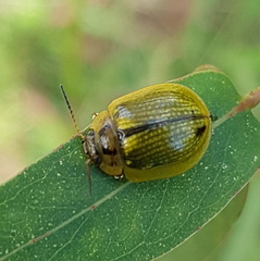 Paropsisterna agricola