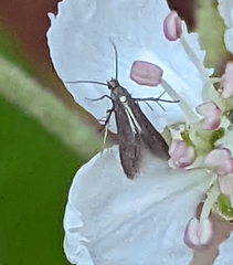 Schreckensteinia erythriella