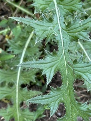 Cirsium nuttallii