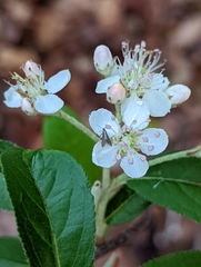Schreckensteinia erythriella