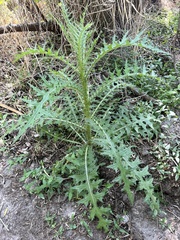 Cirsium nuttallii
