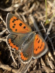Lycaena phlaeas daimio