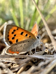 Lycaena phlaeas daimio