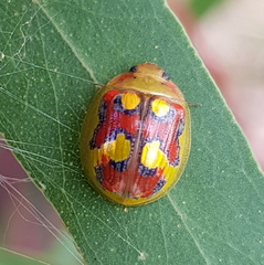 Paropsisterna gloriosa