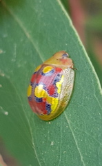 Paropsisterna gloriosa