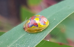 Paropsisterna gloriosa