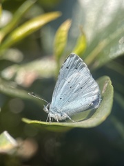 Celastrina argiolus