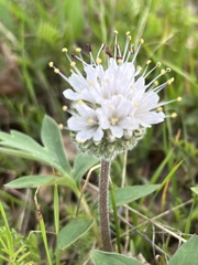 Hydrophyllum capitatum thompsonii