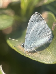 Celastrina argiolus