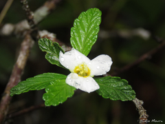 Turnera calyptrocarpa