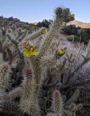 Cylindropuntia ganderi