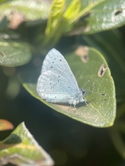Celastrina argiolus