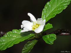 Turnera calyptrocarpa
