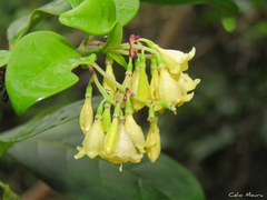 Chiococca nitida