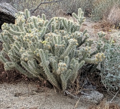 Cylindropuntia ganderi