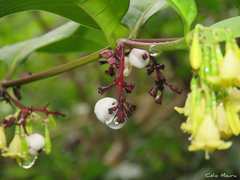 Chiococca nitida