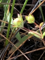 Collinsia sparsiflora collina