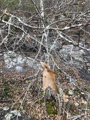Quercus georgiana
