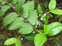 Chiococca nitida