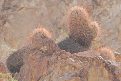 Homalocephala polycephala
