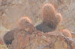 Homalocephala polycephala