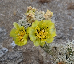 Cylindropuntia ganderi