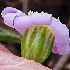 Chaetopappa bellidifolia