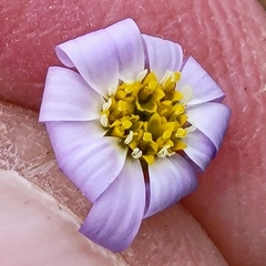 Chaetopappa bellidifolia