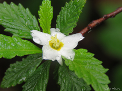 Turnera calyptrocarpa