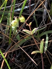Collinsia sparsiflora collina