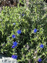 Glandora diffusa