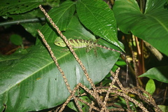 Enyalioides laticeps