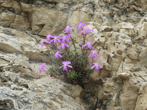 Viola cazorlensis, photograph 6