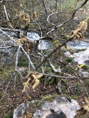 Quercus boyntonii