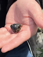 Pagurus granosimanus