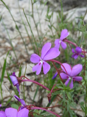 Viola cazorlensis