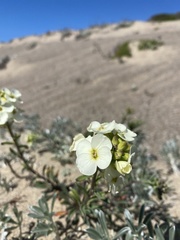 Erysimum menziesii