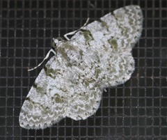 Dyscheralcis crimnodes