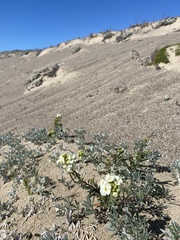 Erysimum menziesii