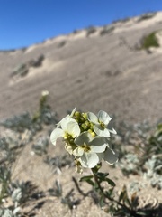 Erysimum menziesii