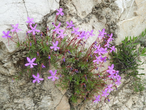 Viola cazorlensis, photograph 5