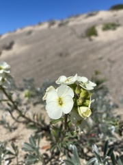 Erysimum menziesii
