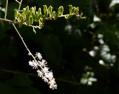 Actaea elata elata