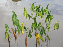 Montrichardia arborescens