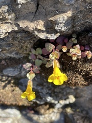 Erythranthe serpentinicola