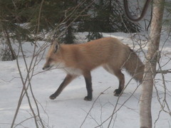 Vulpes vulpes rubricosa